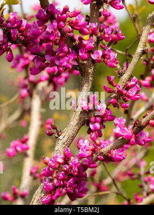 Depp rosa Blumen der Chinesischen redbud, Cercis chinensis 'Don Egolf' Stockfoto