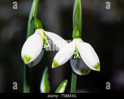Blumen im Winter blühende Schneeglöckchen, Galanthus plicatus "Trinity" Stockfoto