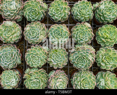 Fach von kleinen Sukkulenten von oben genommen Stockfoto