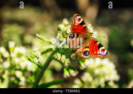 Tagpfauenauge inachis Io auf Weiß Blume Blüte mit offenen Flügeln sitzen Stockfoto
