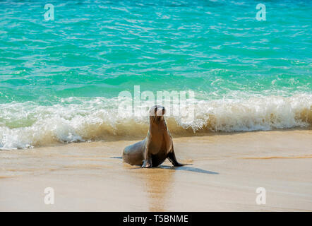 Galapagos Seelöwe (Zalophus wollebaeki) aus dem türkisfarbenen Wasser des Pazifischen Ozeans auf Santa Fe kommen, Galapagos, Ecuador. Stockfoto