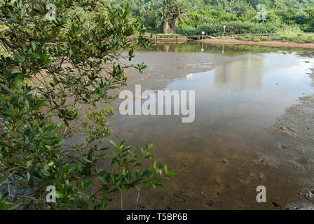 Durban, KwaZulu-Natal, Südafrika, Landschaft, Wattenmeer in Umgeni River Nature Reserve Mündung bei Ebbe, Safari, Natur Stockfoto