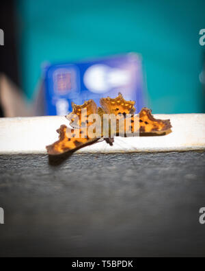 Orange gefleckt Butterfly sitzen auf den Spanplatten Möbel drinnen Stockfoto