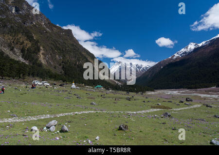 Grüne Medows in Yumthang Tal, Sikkim, Indien Stockfoto
