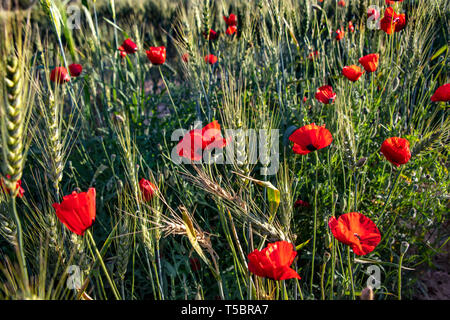 Roter Mohn Blumen im Sonnenlicht unter Weizen Ohren Nahaufnahme Stockfoto