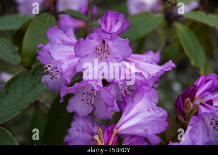 Rosa Rhododendron Blumen an Shingba Rhododendron Sanctuary in der Nähe von Yumthang Tal, Sikkim, Indien Stockfoto