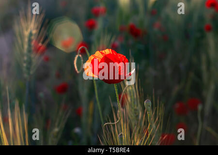 Rote Knospen von Mohnblumen und eine Blume Nahaufnahme im Sonnenlicht Hintergrundbeleuchtung unter den Ohren von Weizen bei Sonnenuntergang Stockfoto