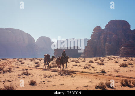 Kamele im Wadi Rum Tal auch genannt Tal des Mondes in Jordanien Stockfoto