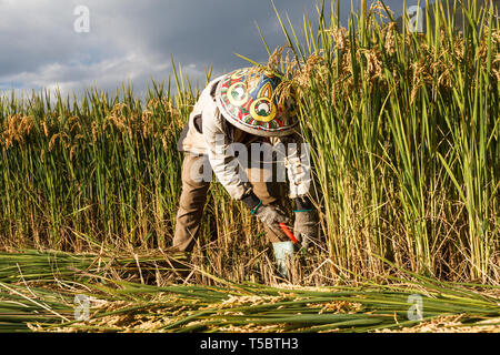 Chinesischen weiblichen Dorfbewohner Ernten gewachsen Korn in das Feld Stockfoto