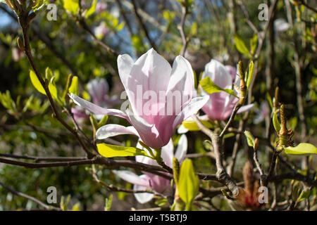 Pink Magnolia iliiflora Blumen an der unscharfen sonniger Garten Hintergrund Stockfoto