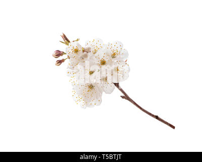 Cherry Tree Spring Branch mit weißen Blüten. Sakura Blüten auf Weiß isoliert. Stockfoto