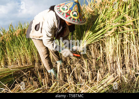 Chinesischen weiblichen Dorfbewohner Ernten gewachsen Korn in das Feld Stockfoto