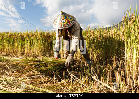 Chinesischen weiblichen Dorfbewohner Ernten gewachsen Korn in das Feld Stockfoto