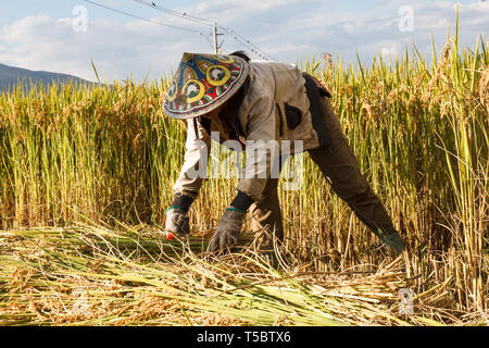 Chinesischen weiblichen Dorfbewohner Ernten gewachsen Korn in das Feld Stockfoto