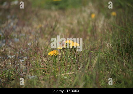 Kleine Schildkröte Schmetterling (Nymphalis urticae) ruht auf einem Löwenzahn in einem wildflower Meadow. Essex Britan. Stockfoto