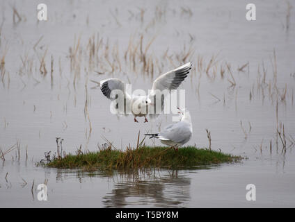 Zwei schwarze Möwe geleitet, Croicocephalus ridibundus, im Flug, Morecambe Bay, Lancashire, Großbritannien Stockfoto