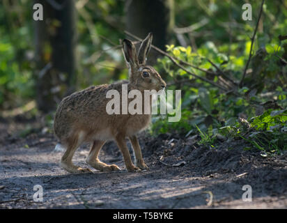 Feldhase, Lepus europaeus, auf Woodland Pfad in Lancashire, Großbritannien Stockfoto