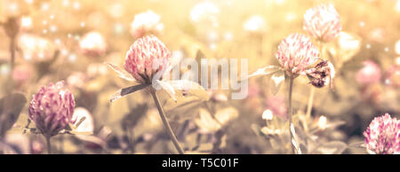 Schöner Frühling wilde Wiese Klee Blumen, rosa und gelben Farben, die in der Sun Light mit Biene, Makro. Soft Focus Natur Hintergrund. Zarte Pastellfarben getönten Stockfoto