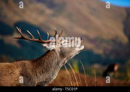 Red Deer Hirsch während der Brunft, Glen Etive, Schottland Stockfoto