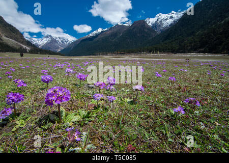 Wilde Blume blühen an Yumthang Tal, Lachung, Sikkim, Indien. Stockfoto