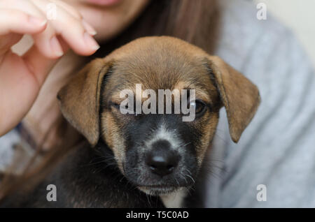 Welpen von 03 Monaten von vorne genommen, blinkende rechte Auge, Foto, das ganze Gesicht und ein Teil des Stammes, konzentrierte sich auf das Gesicht. Auf dem Schoß. Stockfoto