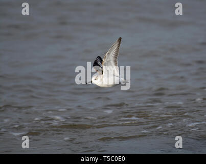 Sanderling, Calidris alba, Fliegen über Wasser, Morecambe Bay, Lancashire, Großbritannien Stockfoto