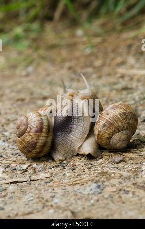 Roman Schnecke, Weinbergschnecken, weinbergschnecke oder Escargot, Helix pomatia, Paarung im Frühjahr, Limburg, Niederlande. Stockfoto