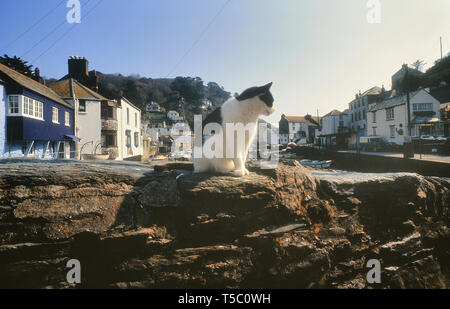 Hauskatze, Polperro, Cornwall, England, Großbritannien Stockfoto