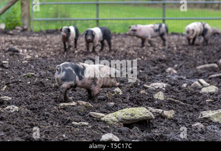 Britische Saddleback Ferkel in einem schlammigen Schweinestall Stockfoto