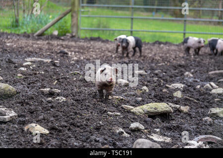 Britische Saddleback Ferkel in einem schlammigen Schweinestall Stockfoto