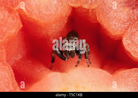 Jumping spider und Tomaten Stockfoto