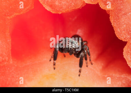 Jumping spider und Tomaten Stockfoto