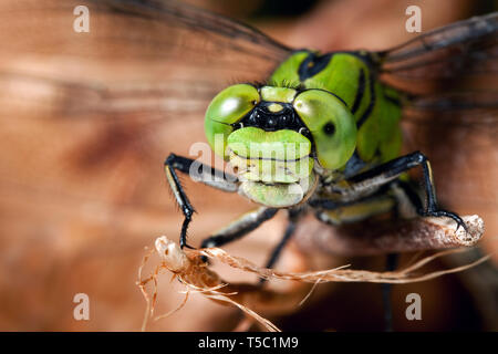 Libelle auf trockenen Zweig Stockfoto