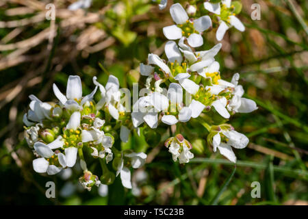 Irische Wildflower, Englisch Scurvygrass, Cochlearia anglica, Carrán muirisce, Brunnenkresse, Valentia Island, County Kerry, Irland Stockfoto