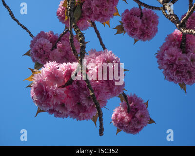 Schöne rosa Kirschblüte auf einem Ast von unten mit einem klaren blauen Himmel Hintergrund Stockfoto