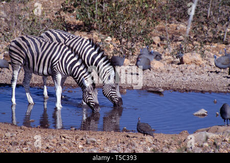 Namibia. Etosha National Park. Burchell's Zebra trinken am Wasserloch. (Equus quagga burchellii) Stockfoto