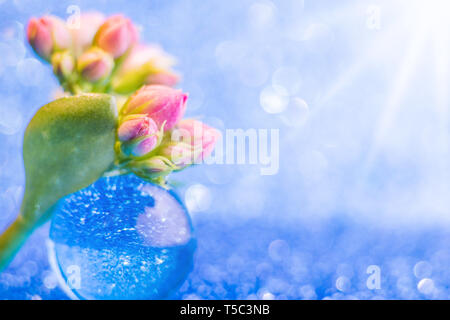 Kleine rosa Knospen in Form einer Strauß auf ein silber-blauen Hintergrund mit einem schönen Bokeh. Sehr helle Foto in warmen Farben. Kopieren Sie Platz. Stockfoto