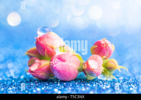 Kleine rosa Knospen in Form einer Strauß auf ein silber-blauen Hintergrund mit einem schönen Bokeh. Sehr helle Foto in warmen Farben. Kopieren Sie Platz. Stockfoto