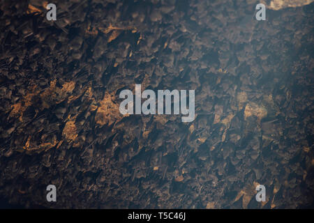 Kolonie der Fledermäuse in der Höhle von Pura Goa Lawah Bali, Indonesien Stockfoto
