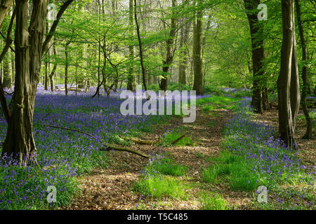 Spur durch die bluebells in Wintergreen Holz, Knebworth Park Stockfoto