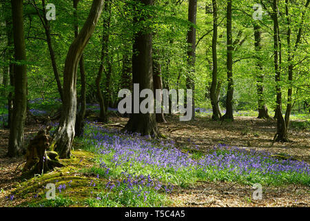 Bluebells in Wintergreen Holz, Knebworth Park Stockfoto