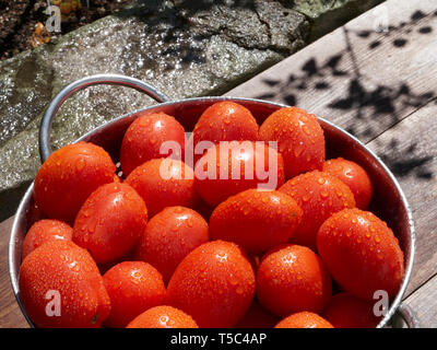 Frisch gepflückt und Tomaten in einer collander in der Sonne gewaschen. Stockfoto