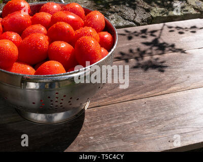 Frisch gepflückt und Tomaten in einem Sieb in der Sonne gewaschen. Stockfoto