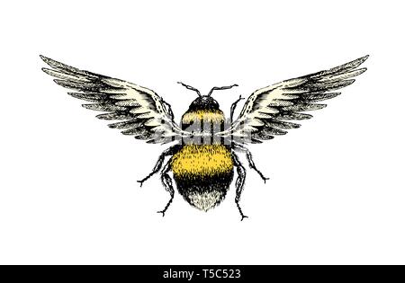 Eine Hand Zeichnung Skizze eines fantasy Hummel Insekt Ansicht von oben mit der Vögel Flügel. Stock Vektor