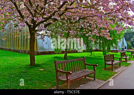 Blick auf Roath Park Conservatory, in der Mitte der botanischen Gärten des Parks. Cherry Blossom Bäume in Blüte mit Holzbank sitzen vor. Stockfoto