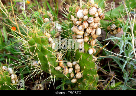 Gruppe von Schnecken auf Kaktus: Nahaufnahme einer Schnecke Kolonie auf Cactus Stockfoto