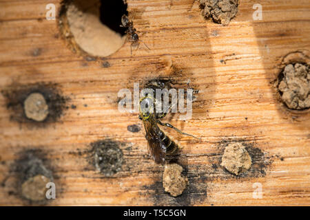 Mauerbiene, Chelostoma florisome, Mason bee Stockfoto