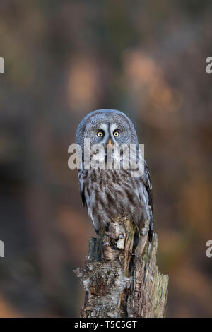 , Bartkauz Strix nebulosa, Bartkauz Stockfoto