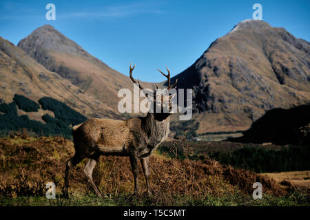 Red Deer Hirsch an einem sonnigen Tag im Glen Etive, Schottland Stockfoto