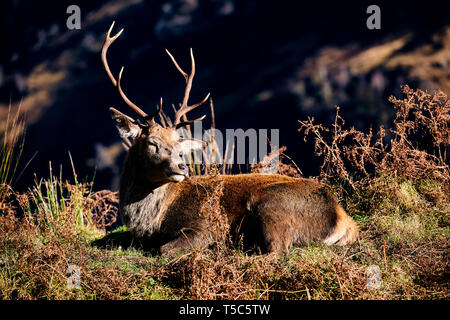 Red Deer Hirsch an einem sonnigen Tag im Glen Etive, Schottland Stockfoto